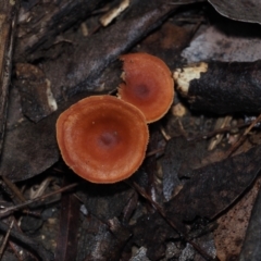 Lactarius eucalypti (Lactarius eucalypti) at BA124 - 30 Jun 2024 by Bushrevival