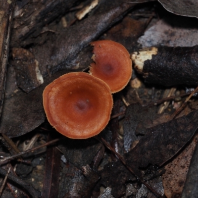 Lactarius eucalypti (Lactarius eucalypti) at BA124 - 30 Jun 2024 by Bushrevival