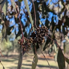 Eucalyptus microcarpa (Grey Box, Narrow-leaved Box) at Ringwood, NSW - 30 Jun 2024 by Darcy