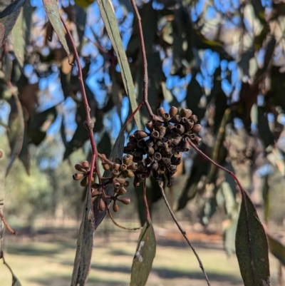 Eucalyptus microcarpa (Grey Box, Narrow-leaved Box) at Ringwood, NSW - 30 Jun 2024 by Darcy