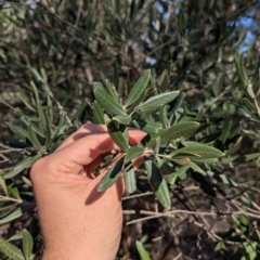 Olea europaea (Common Olive) at Ringwood, NSW - 30 Jun 2024 by Darcy