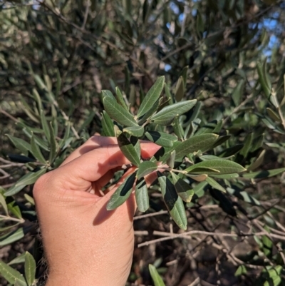 Olea europaea (Common Olive) at Ringwood, NSW - 30 Jun 2024 by Darcy