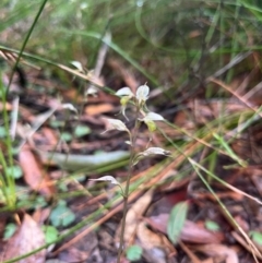 Acianthus fornicatus (Pixie-caps) at Ulladulla Wildflower Reserve - 30 Jun 2024 by Clarel