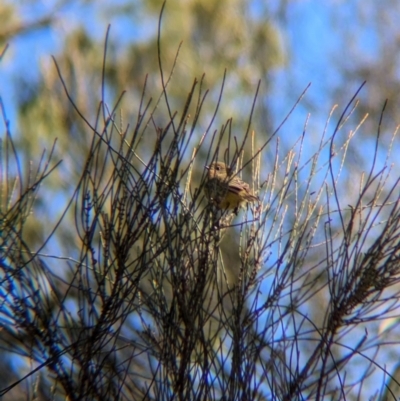 Acanthiza nana (Yellow Thornbill) at Ringwood, NSW - 30 Jun 2024 by Darcy