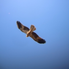 Haliastur sphenurus (Whistling Kite) at Ringwood, NSW - 30 Jun 2024 by Darcy