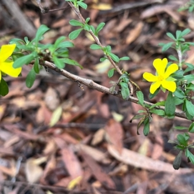 Hibbertia linearis (Showy Guinea Flower) at Ulladulla Wildflower Reserve - 30 Jun 2024 by Clarel