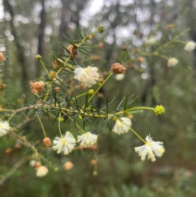 Acacia ulicifolia (Prickly Moses) at Ulladulla Wildflower Reserve - 30 Jun 2024 by Clarel