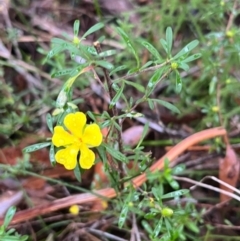 Hibbertia linearis (Showy Guinea Flower) at Ulladulla Wildflower Reserve - 30 Jun 2024 by Clarel