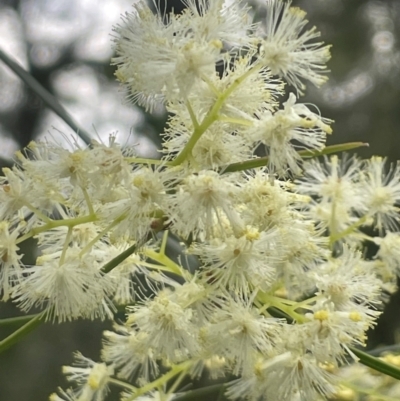 Acacia suaveolens (Sweet Wattle) at Ulladulla Wildflower Reserve - 30 Jun 2024 by Clarel