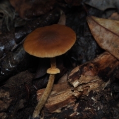 Pholiota sp. at BA124 - 30 Jun 2024 by Bushrevival