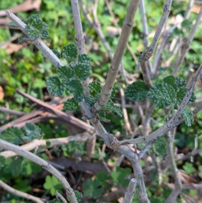 Marrubium vulgare (Horehound) at Ringwood Tank - 30 Jun 2024 by Darcy