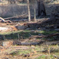 Petroica phoenicea (Flame Robin) at Ringwood Tank - 30 Jun 2024 by Darcy