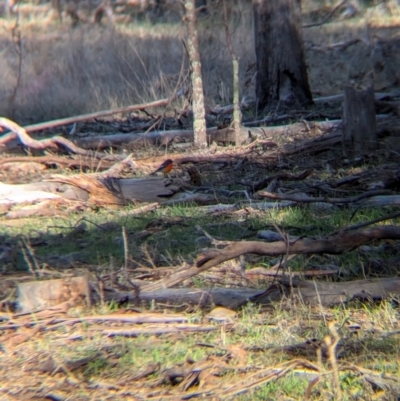 Petroica phoenicea (Flame Robin) at Ringwood Tank - 30 Jun 2024 by Darcy