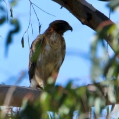 Hieraaetus morphnoides (Little Eagle) at Wonga Wetlands - 30 Jun 2024 by PaulF