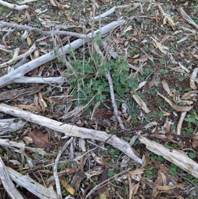 Marrubium vulgare (Horehound) at Ringwood, NSW - 30 Jun 2024 by Darcy