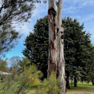 Callocephalon fimbriatum at Red Hill to Yarralumla Creek - suppressed