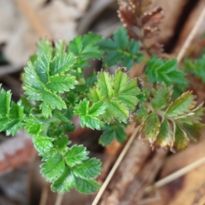 Acaena sp. (A Sheep's Burr) at Felltimber Creek NCR - 28 Jun 2024 by KylieWaldon