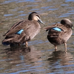 Anas superciliosa (Pacific Black Duck) at Horseshoe Lagoon and West Albury Wetlands - 1 Jul 2024 by KylieWaldon