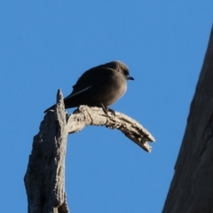 Artamus cyanopterus cyanopterus (Dusky Woodswallow) at Horseshoe Lagoon and West Albury Wetlands - 30 Jun 2024 by KylieWaldon