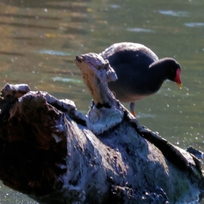 Gallinula tenebrosa (Dusky Moorhen) at Horseshoe Lagoon and West Albury Wetlands - 1 Jul 2024 by KylieWaldon