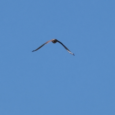 Falco cenchroides (Nankeen Kestrel) at Horseshoe Lagoon and West Albury Wetlands - 1 Jul 2024 by KylieWaldon