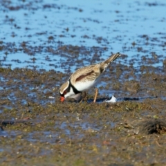 Charadrius melanops (Black-fronted Dotterel) at Chesney Vale, VIC - 23 Jun 2024 by jb2602