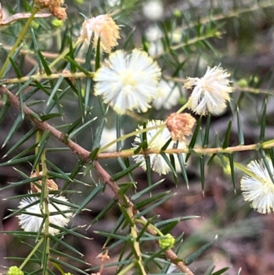 Acacia ulicifolia (Prickly Moses) at South Pacific Heathland Reserve - 1 Jul 2024 by Clarel