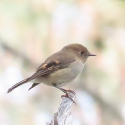 Petroica rodinogaster (Pink Robin) at The Pinnacle - 1 Jun 2024 by BenW