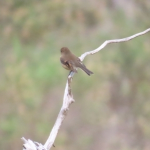 Petroica rodinogaster at Pinnacle NR (PIN) - 1 Jun 2024