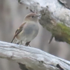 Petroica rodinogaster at Pinnacle NR (PIN) - 1 Jun 2024