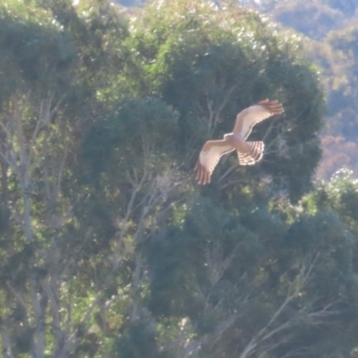 Circus assimilis (Spotted Harrier) at Pialligo, ACT - 22 Jun 2024 by BenW