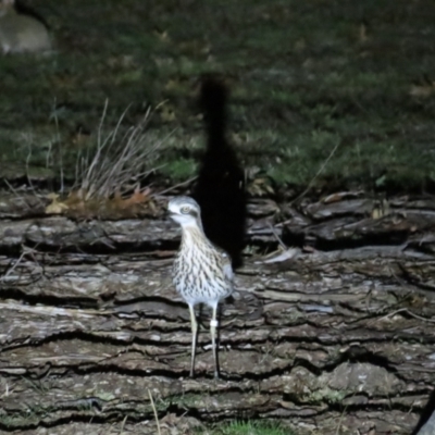 Burhinus grallarius (Bush Stone-curlew) at Forde, ACT - 2 Jun 2024 by BenW