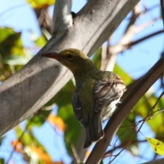 Oriolus sagittatus (Olive-backed Oriole) at Rewan, QLD - 30 Jun 2024 by MB