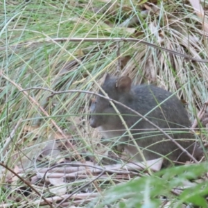 Potorous tridactylus at Tidbinbilla Nature Reserve - 29 Jun 2024 11:51 AM