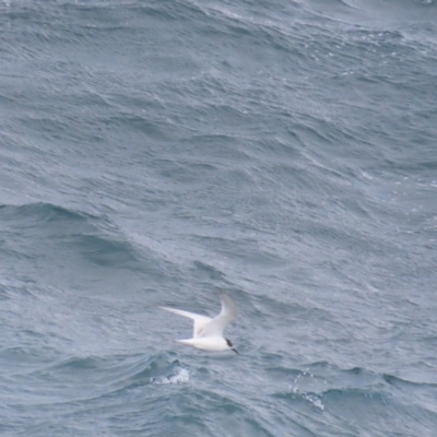 Sterna striata (White-fronted Tern) at Maroubra, NSW - 30 Jun 2024 by BenW