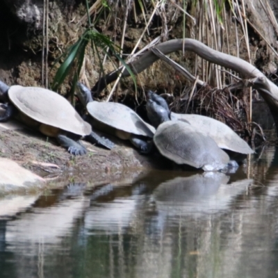 Emydura macquarii at Carnarvon Park, QLD - 30 Jun 2024 by MB