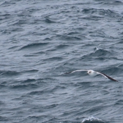 Larus dominicanus (Kelp Gull) at Maroubra, NSW - 30 Jun 2024 by BenW