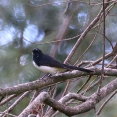 Rhipidura leucophrys (Willie Wagtail) at Carnarvon Park, QLD - 30 Jun 2024 by MB