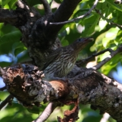 Oriolus sagittatus (Olive-backed Oriole) at Carnarvon Park, QLD - 30 Jun 2024 by MB