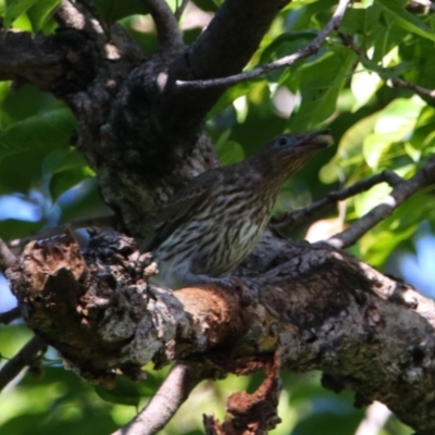 Oriolus sagittatus (Olive-backed Oriole) at Carnarvon Park, QLD - 30 Jun 2024 by MB