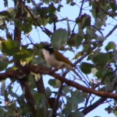 Melithreptus albogularis (White-throated Honeyeater) at Rewan, QLD - 30 Jun 2024 by MB