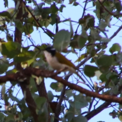 Melithreptus albogularis (White-throated Honeyeater) at Rewan, QLD - 30 Jun 2024 by MB