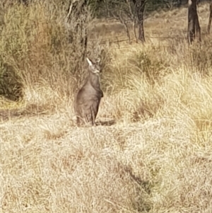 Osphranter robustus robustus at Anembo, NSW - 1 Jul 2024 03:41 PM