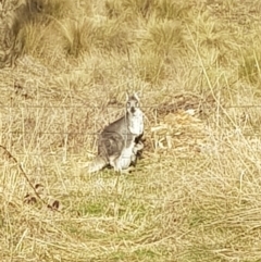 Osphranter robustus robustus at Anembo, NSW - 1 Jul 2024 03:41 PM