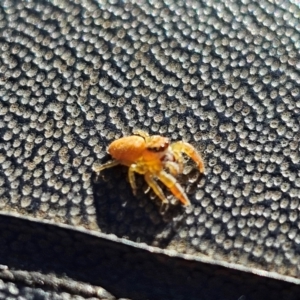 Salticidae (family) at Jacka, ACT - 1 Jul 2024