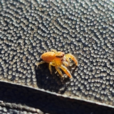 Salticidae (family) (Jumping spider) at Jacka, ACT - 1 Jul 2024 by Jiggy