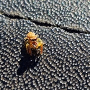 Salticidae (family) at Jacka, ACT - 1 Jul 2024 12:16 PM