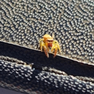 Salticidae (family) at Jacka, ACT - 1 Jul 2024