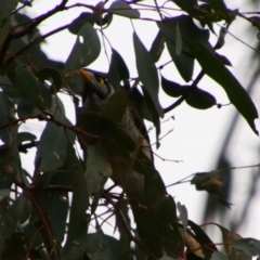 Manorina melanocephala (Noisy Miner) at Surat, QLD - 1 Jul 2024 by MB