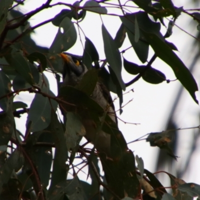 Manorina melanocephala (Noisy Miner) at Surat, QLD - 1 Jul 2024 by MB